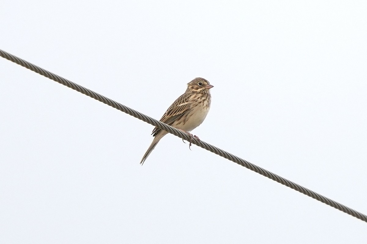 Akşamcı Serçe - ML625709065