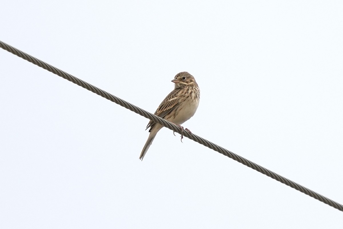 Akşamcı Serçe - ML625709066