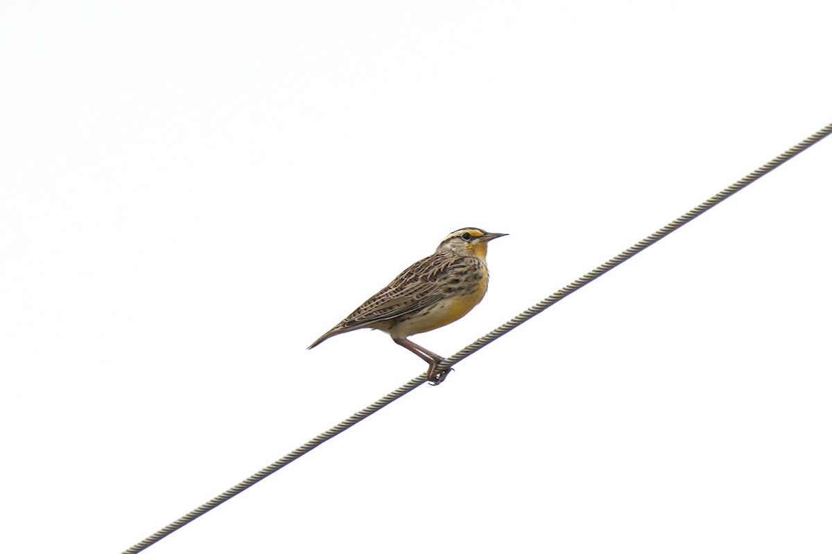 Batılı Tarlasığırcığı - ML625709077