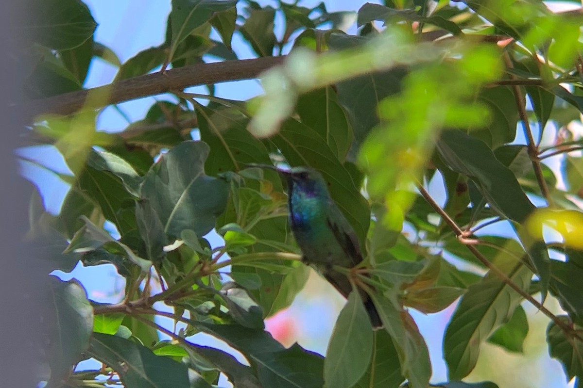 Mexiko-Veilchenohrkolibri - ML625709197