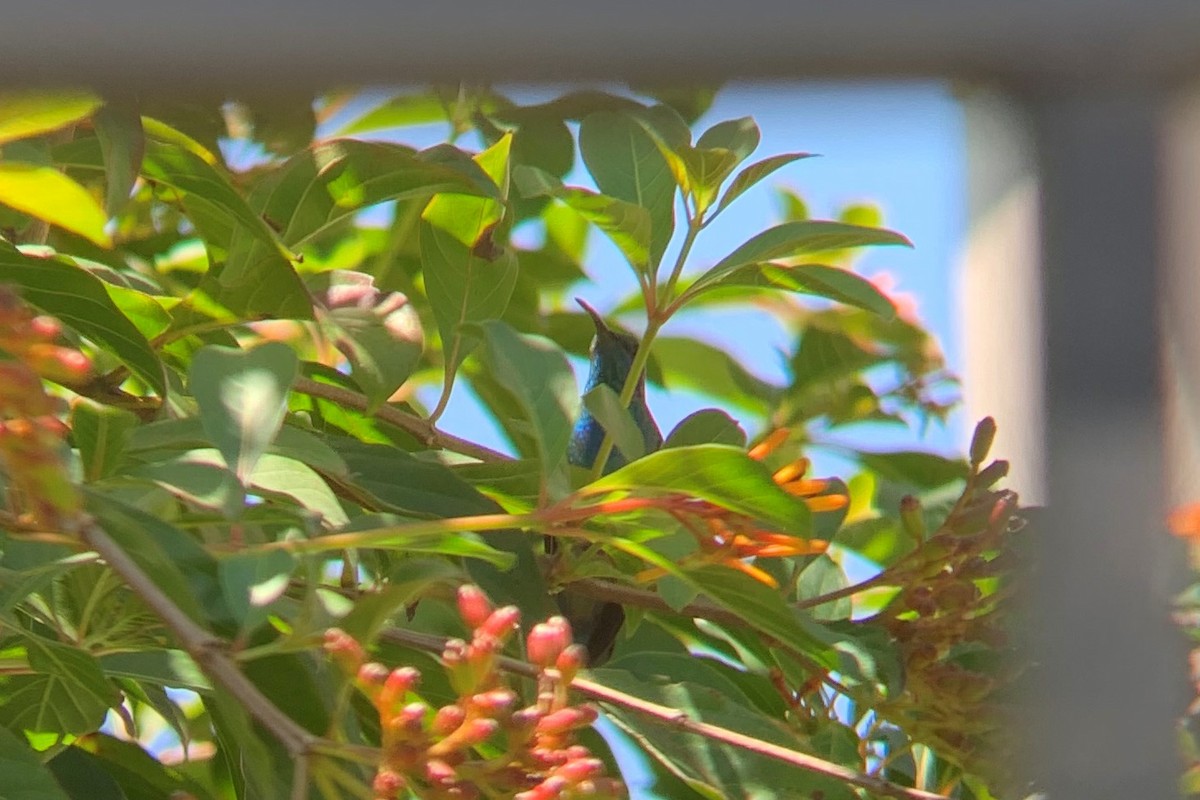 Mexiko-Veilchenohrkolibri - ML625709206