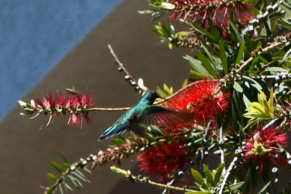 Mexiko-Veilchenohrkolibri - ML625709213