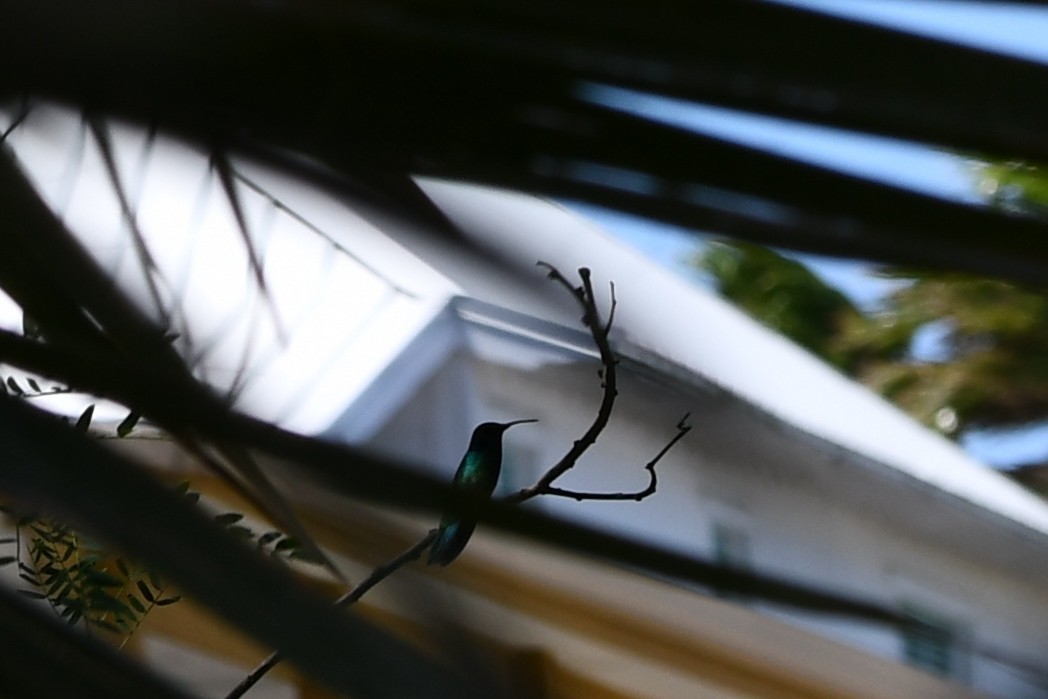 Mexiko-Veilchenohrkolibri - ML625709214