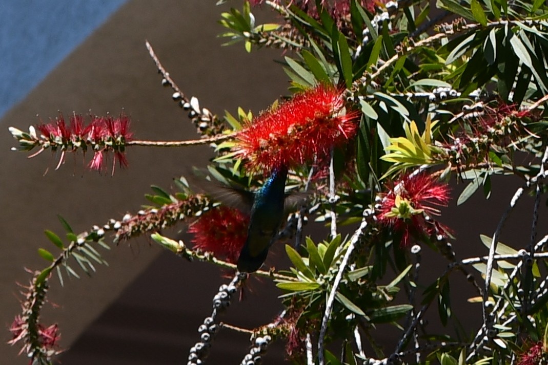 Mexiko-Veilchenohrkolibri - ML625709215