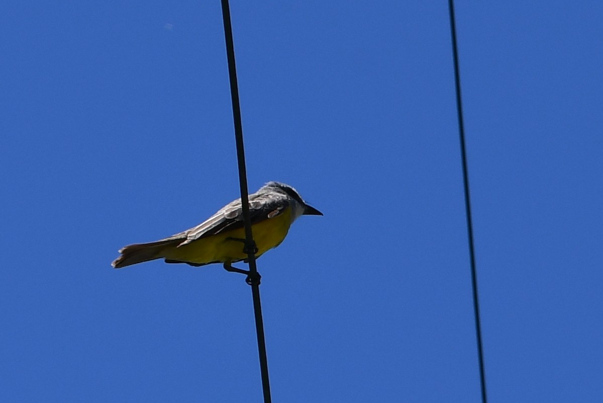 Trauer-/Texaskönigstyrann - ML625709216