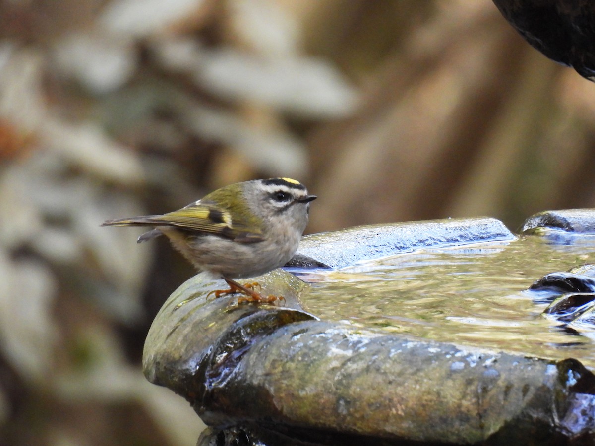 Golden-crowned Kinglet - ML625709454