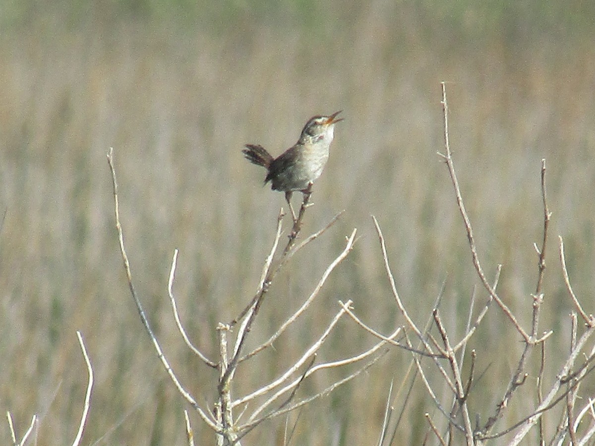 Marsh Wren - ML62570981