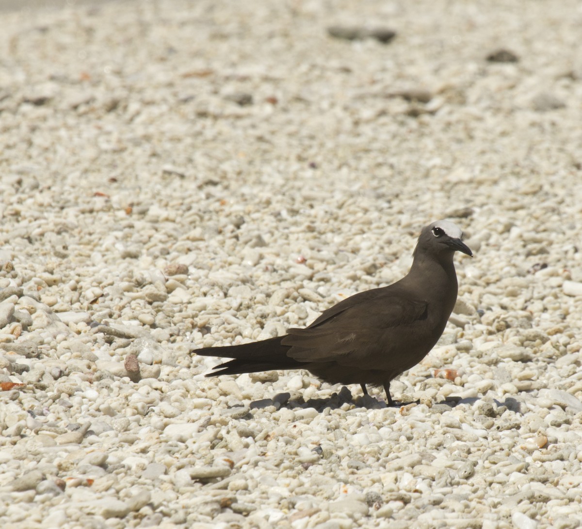 Brown Noddy - ML625709888