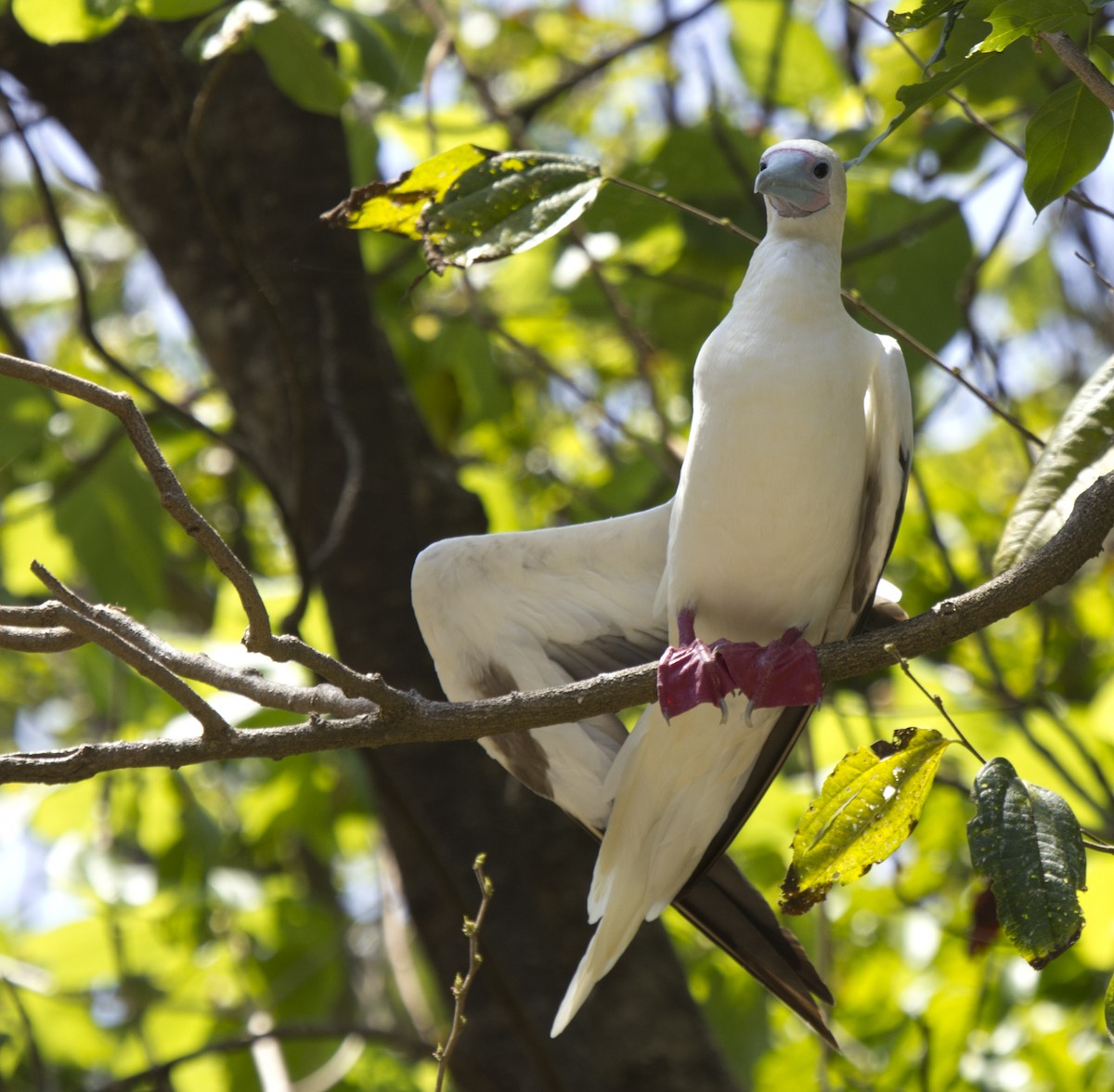 Red-footed Booby - ML625709905