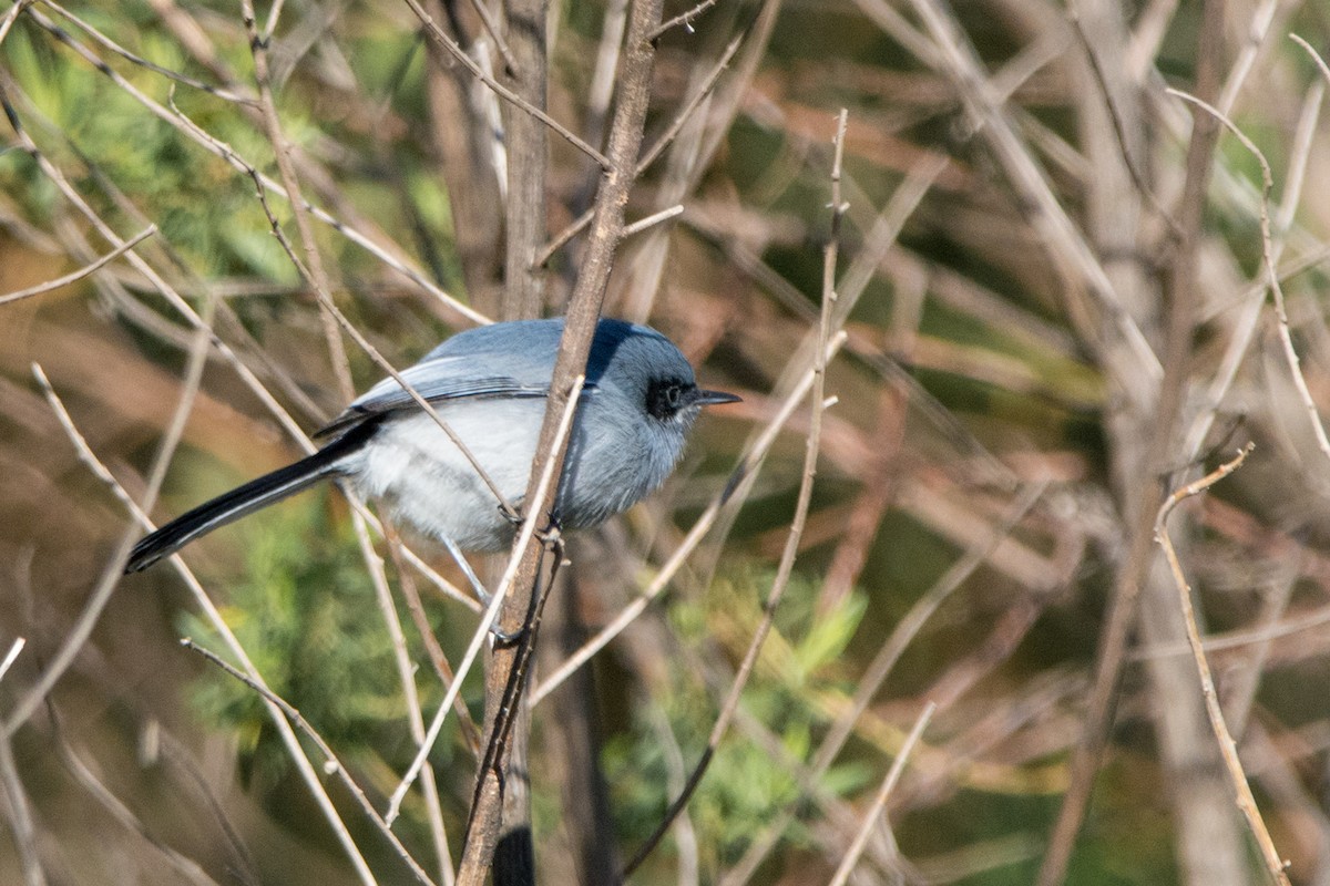 Masked Gnatcatcher - ML625710002