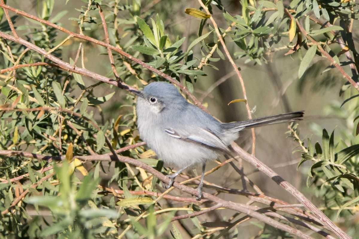 Masked Gnatcatcher - ML625710003