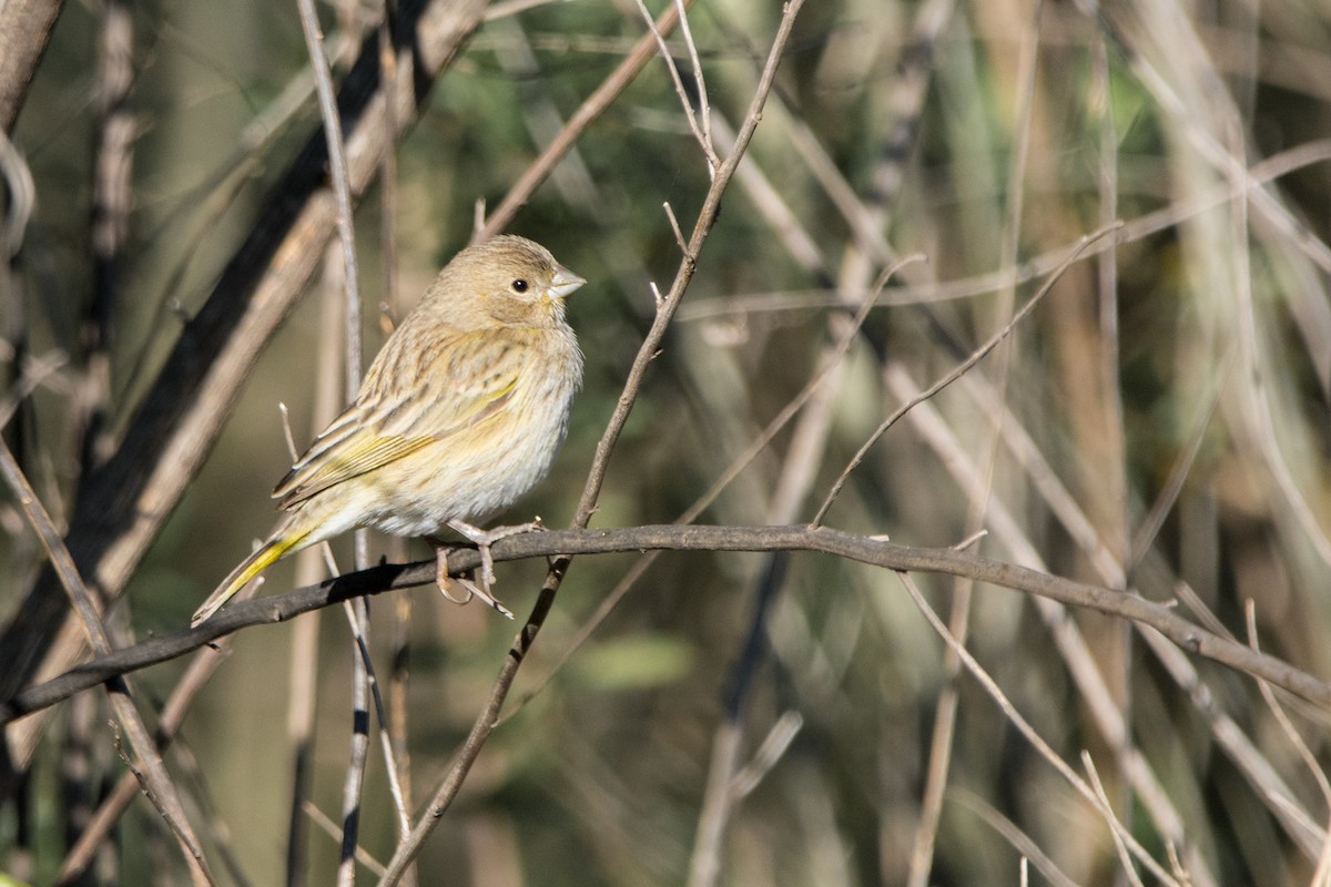 Saffron Finch - ML625710022