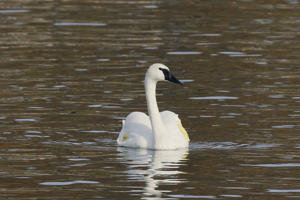 Trumpeter Swan - ML625710100