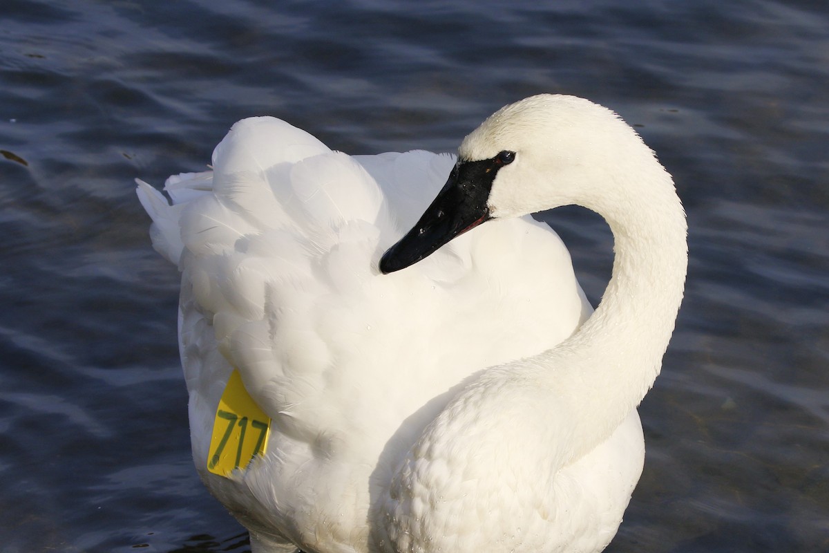 Trumpeter Swan - ML625710101