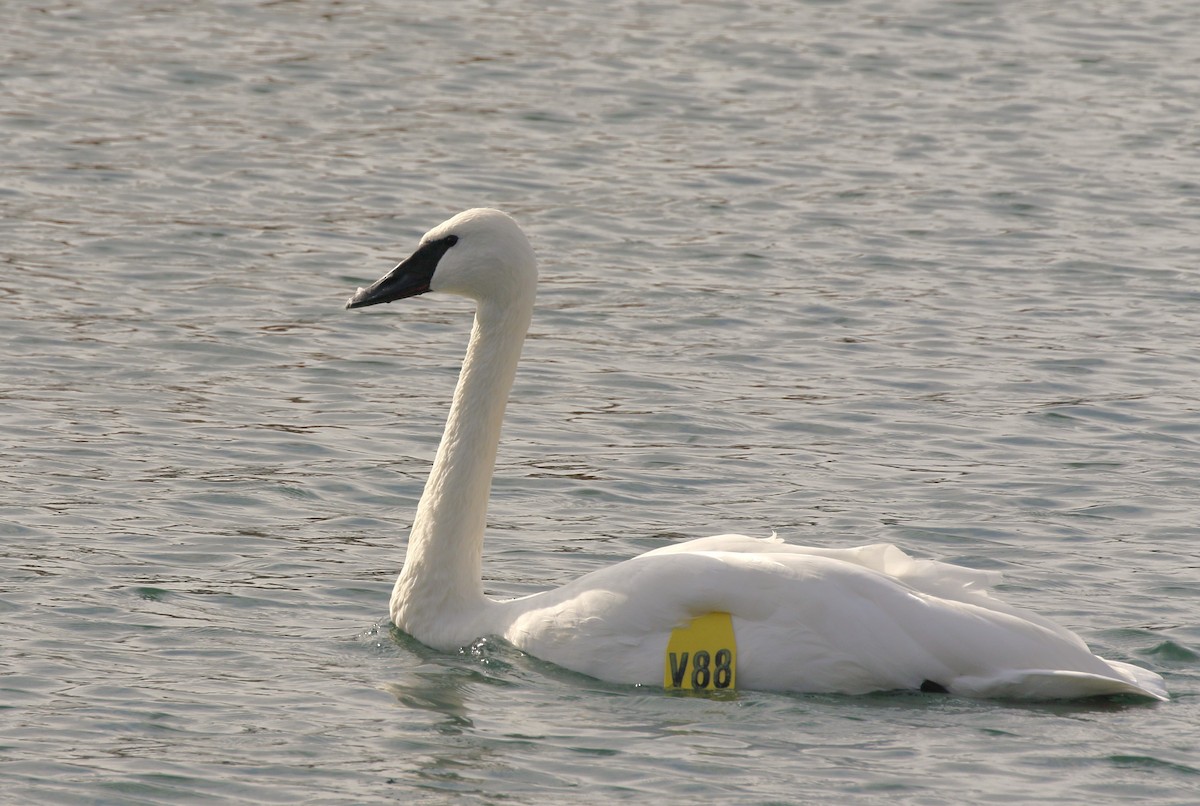 Trumpeter Swan - ML625710102