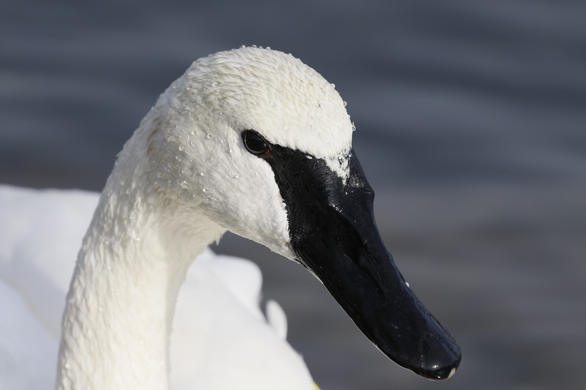 Trumpeter Swan - ML625710103