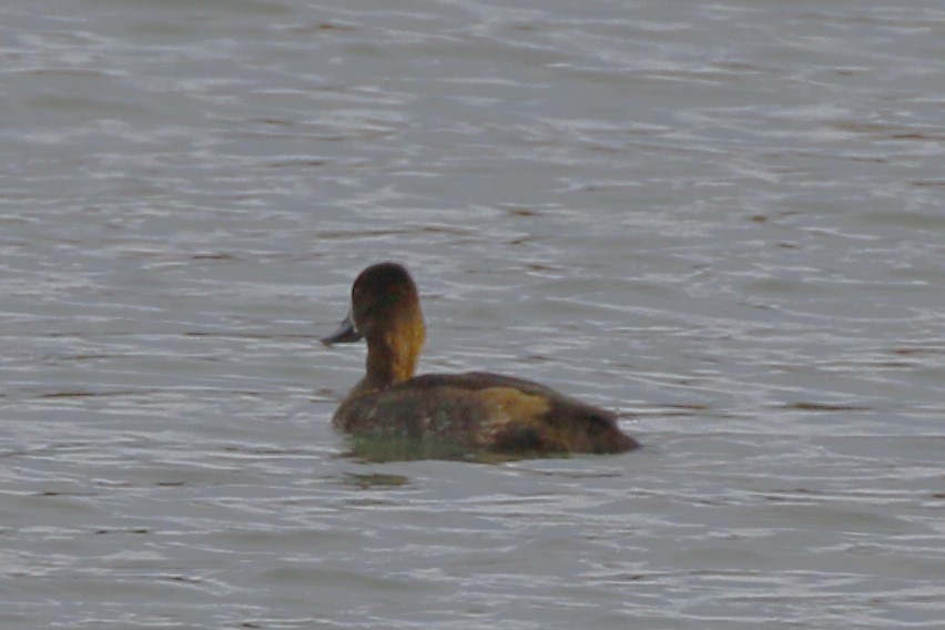 Lesser Scaup - ML625710120