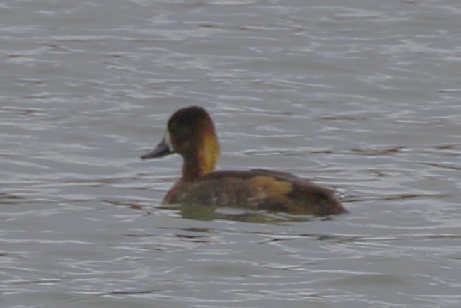 Lesser Scaup - ML625710121