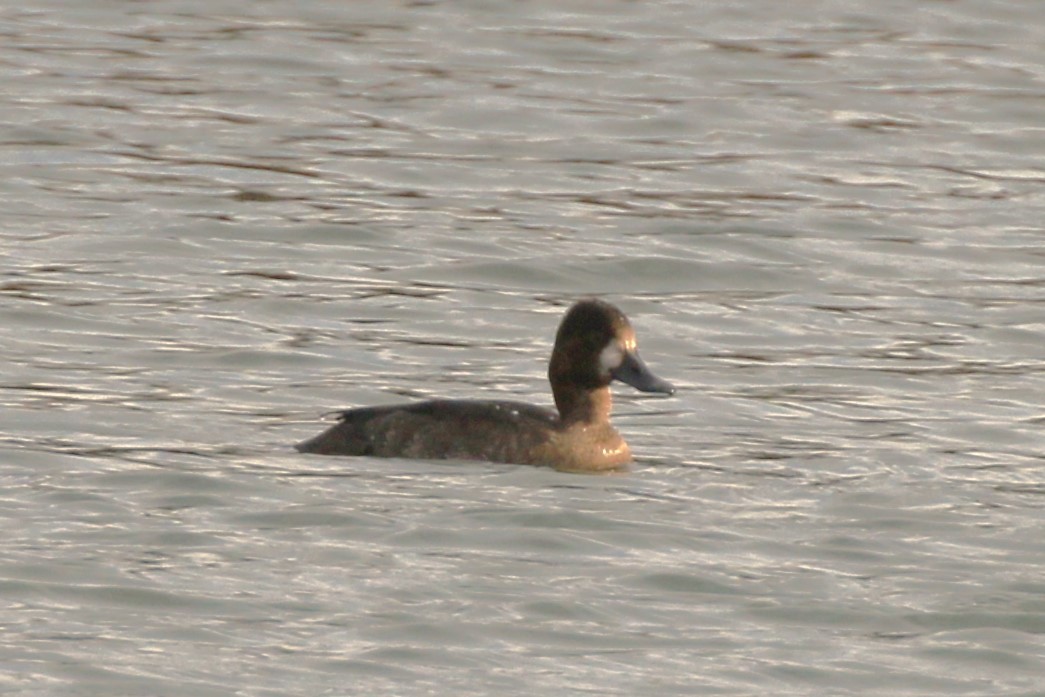 Lesser Scaup - ML625710122