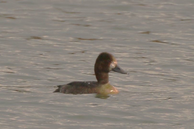 Lesser Scaup - ML625710123