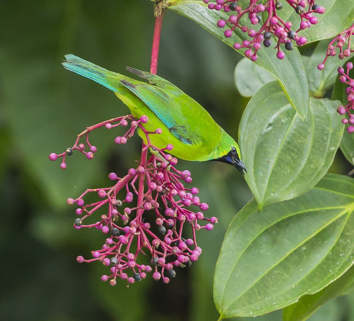 Borneo Yaprakkuşu - ML625710134