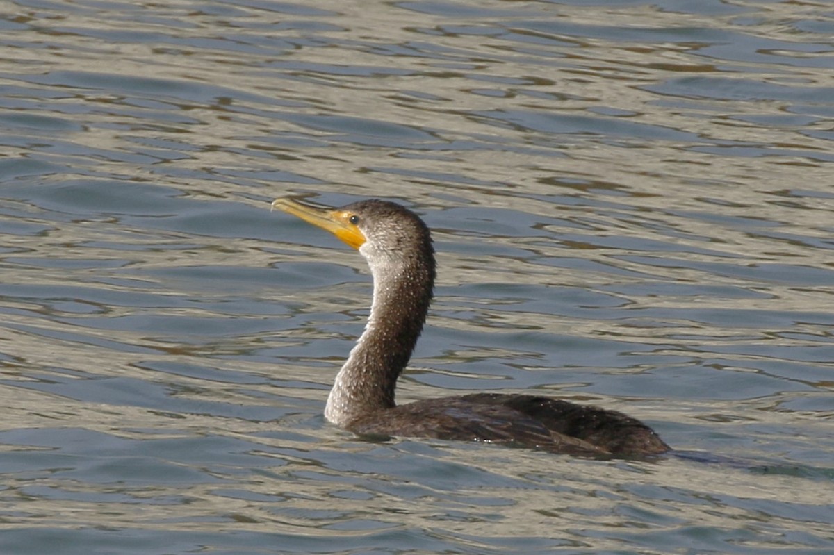 Double-crested Cormorant - ML625710166