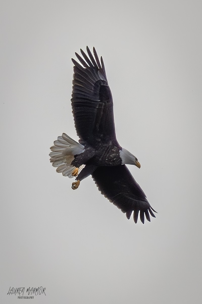 Bald Eagle - ML625710207