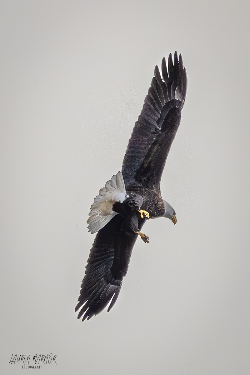 Bald Eagle - ML625710213