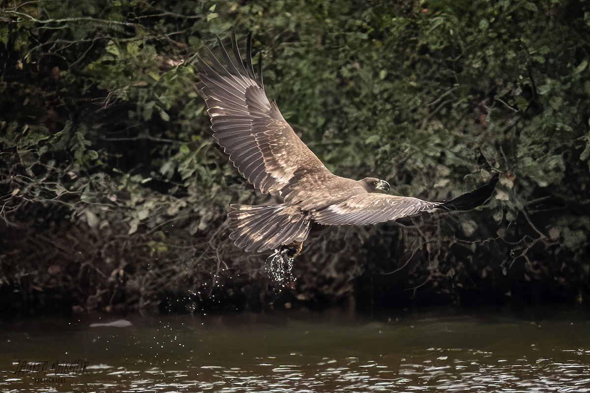 Bald Eagle - ML625710215