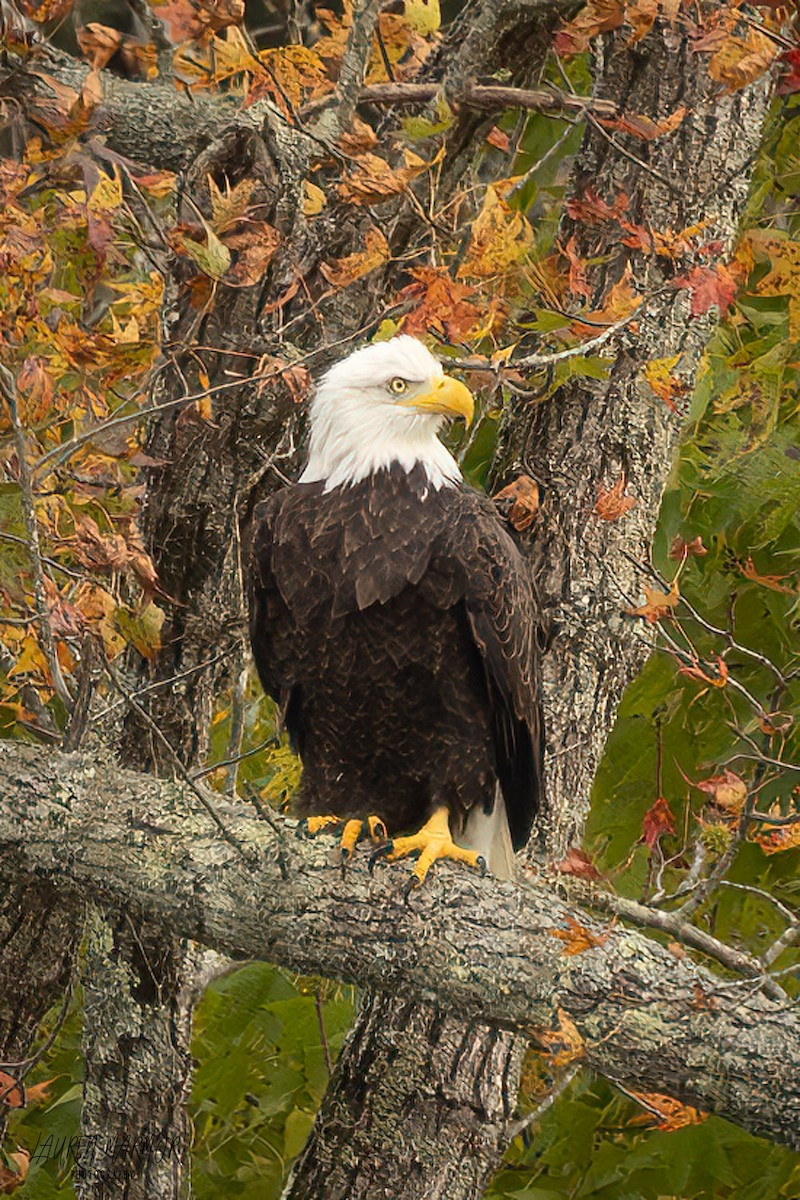 Bald Eagle - ML625710217