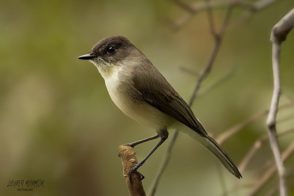 Eastern Phoebe - ML625710222