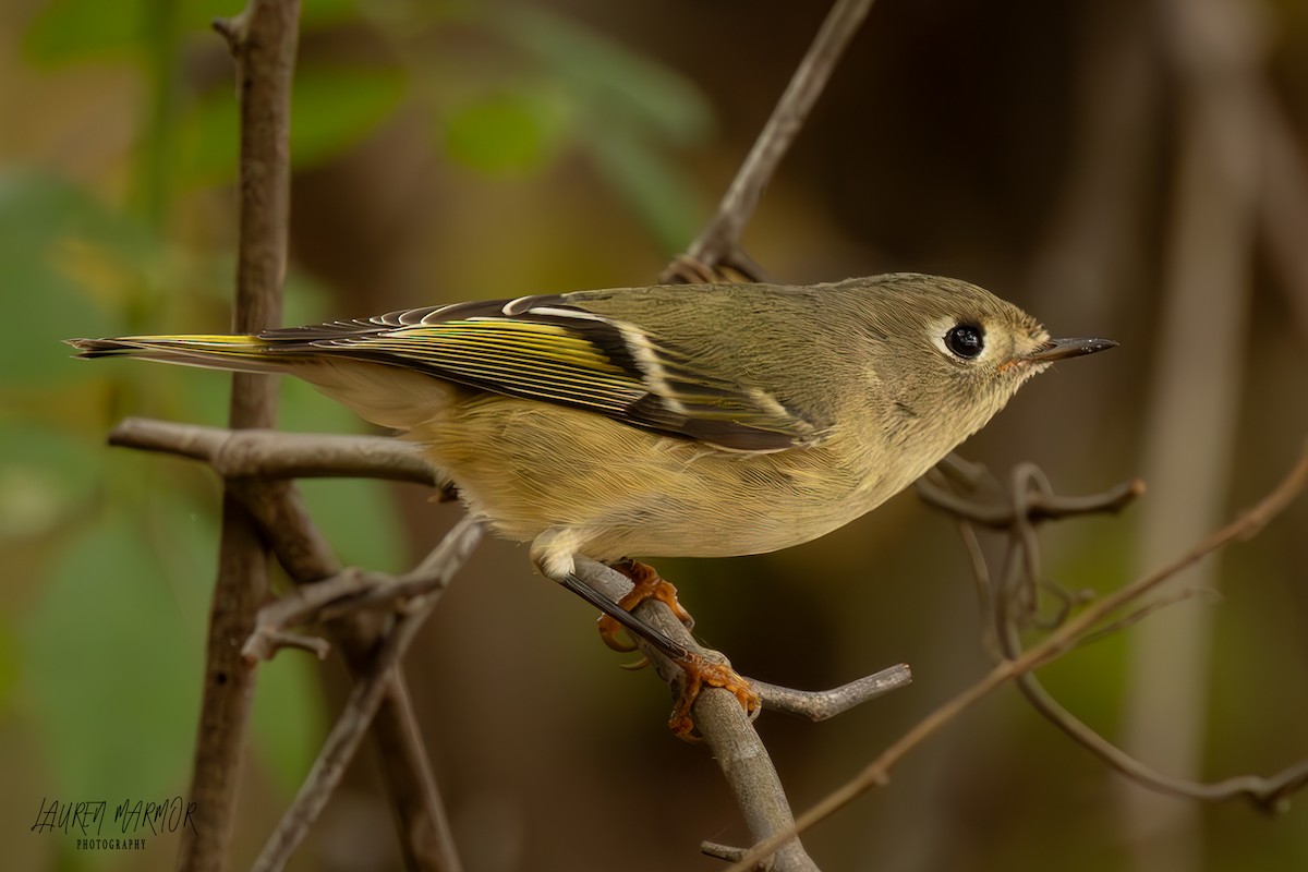 Ruby-crowned Kinglet - ML625710231