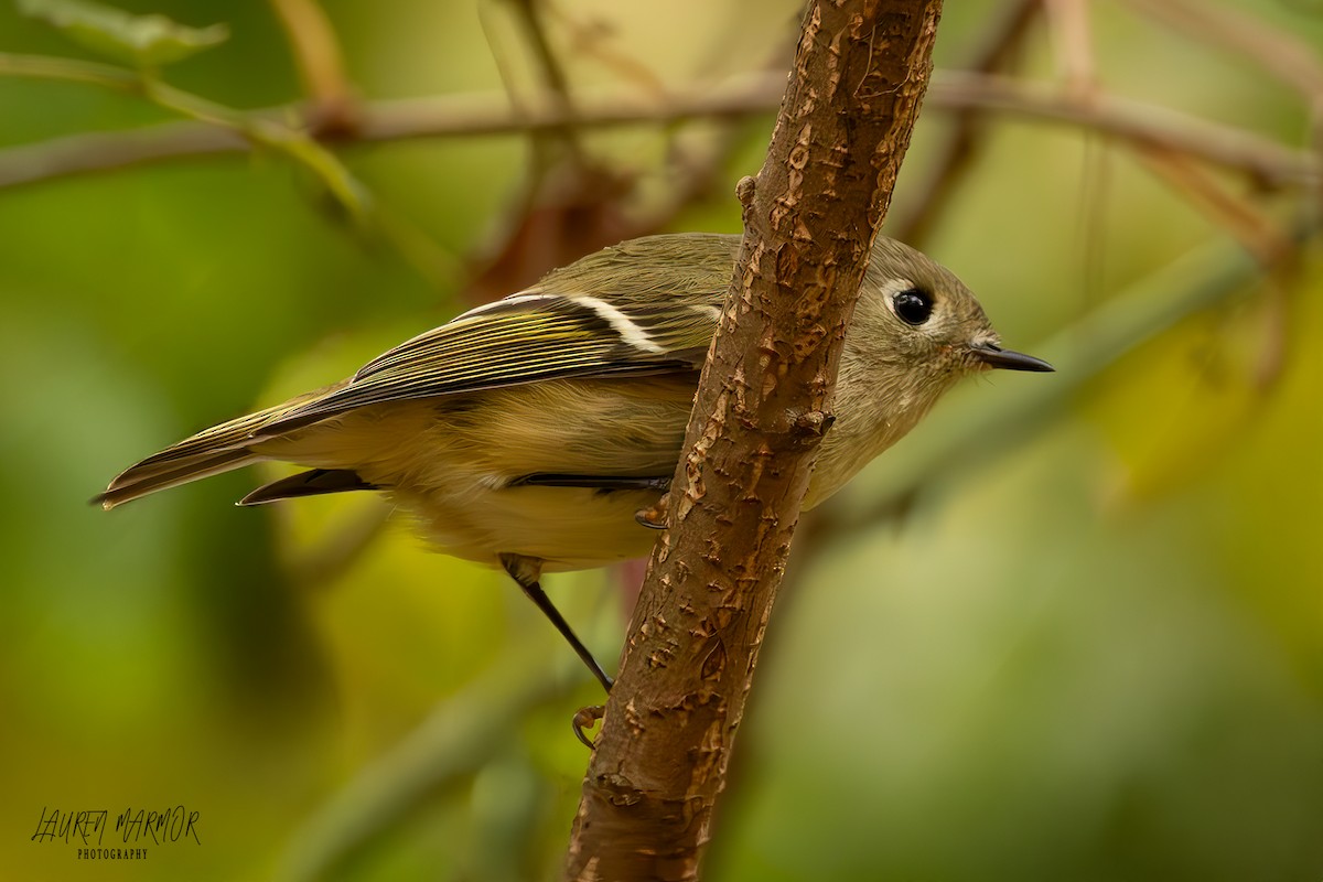 Ruby-crowned Kinglet - ML625710233