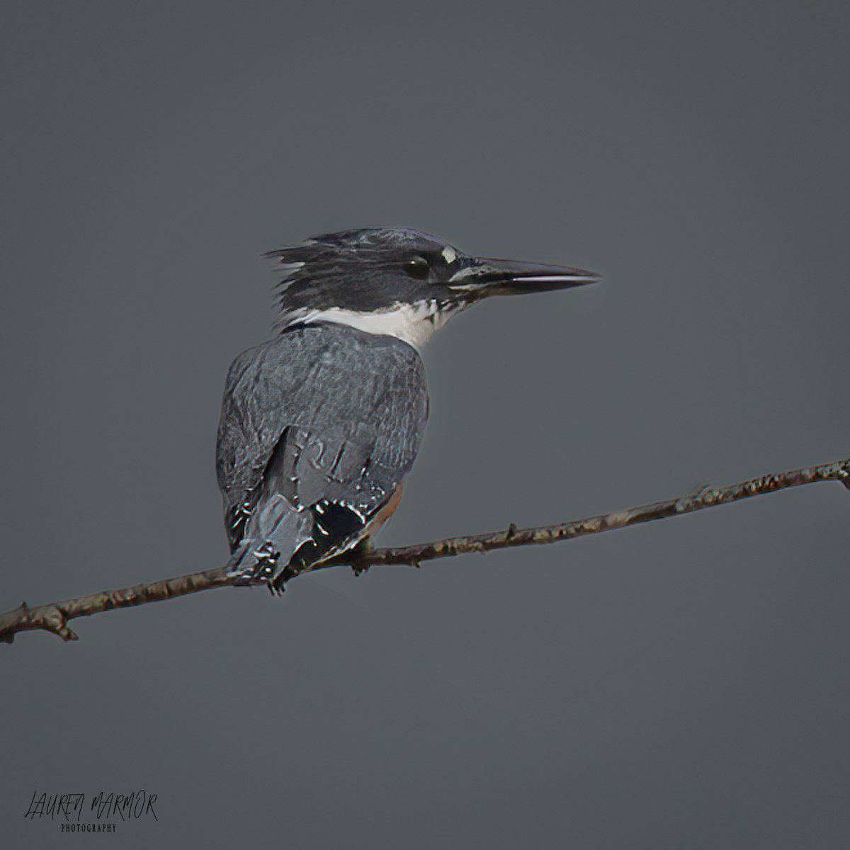 Belted Kingfisher - ML625710241