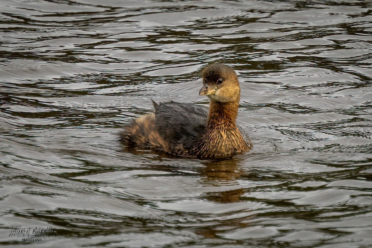 Pied-billed Grebe - ML625710243