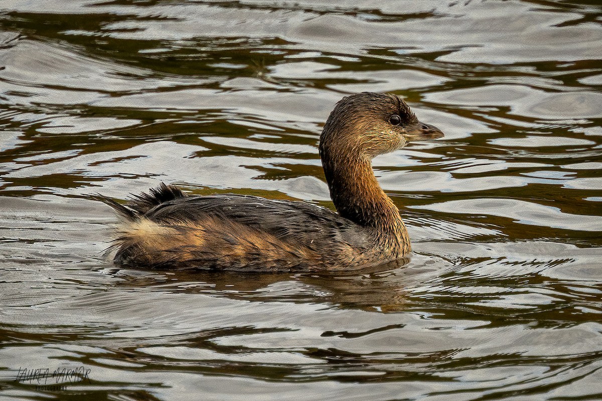 Pied-billed Grebe - ML625710245