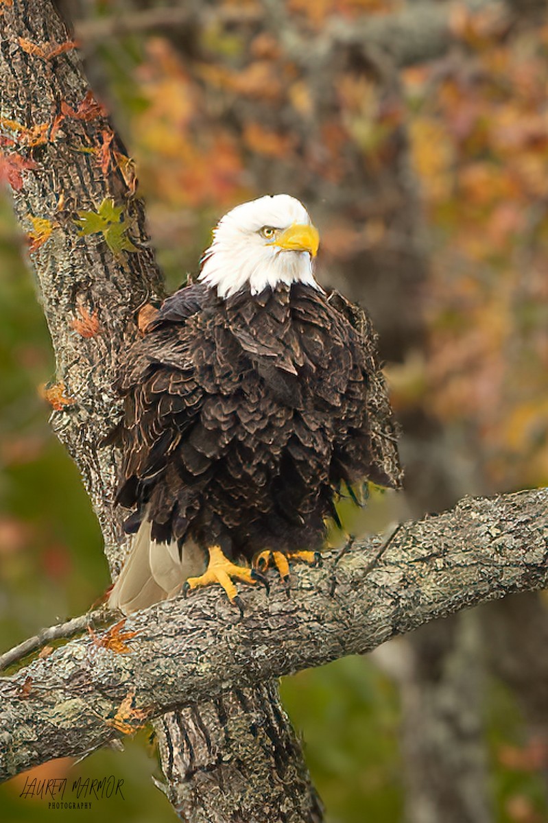 Bald Eagle - ML625710247