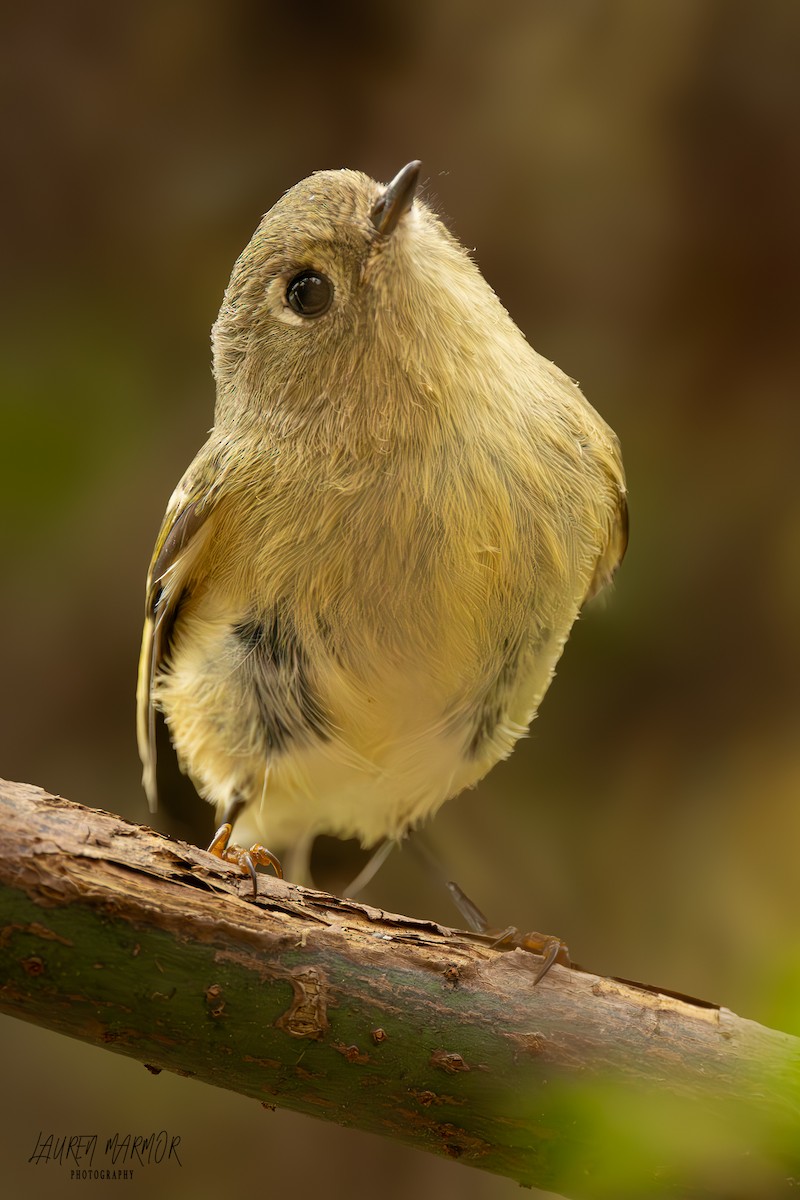 Ruby-crowned Kinglet - ML625710249