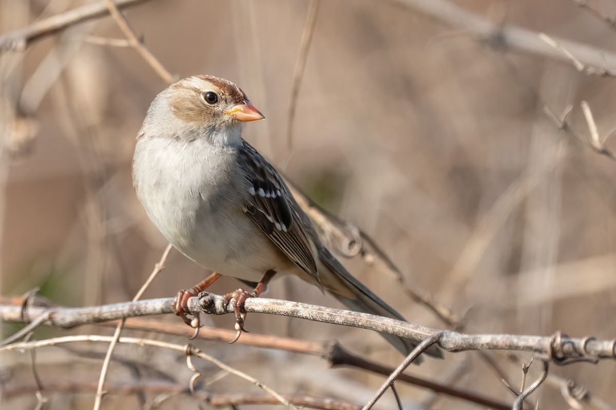 strnadec bělopásý - ML625710283