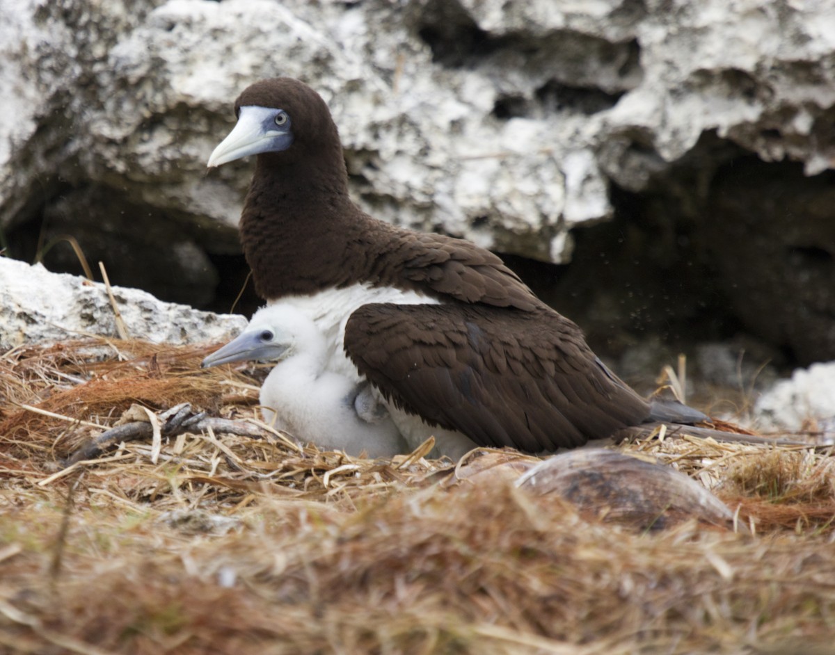 Brown Booby - ML625710315