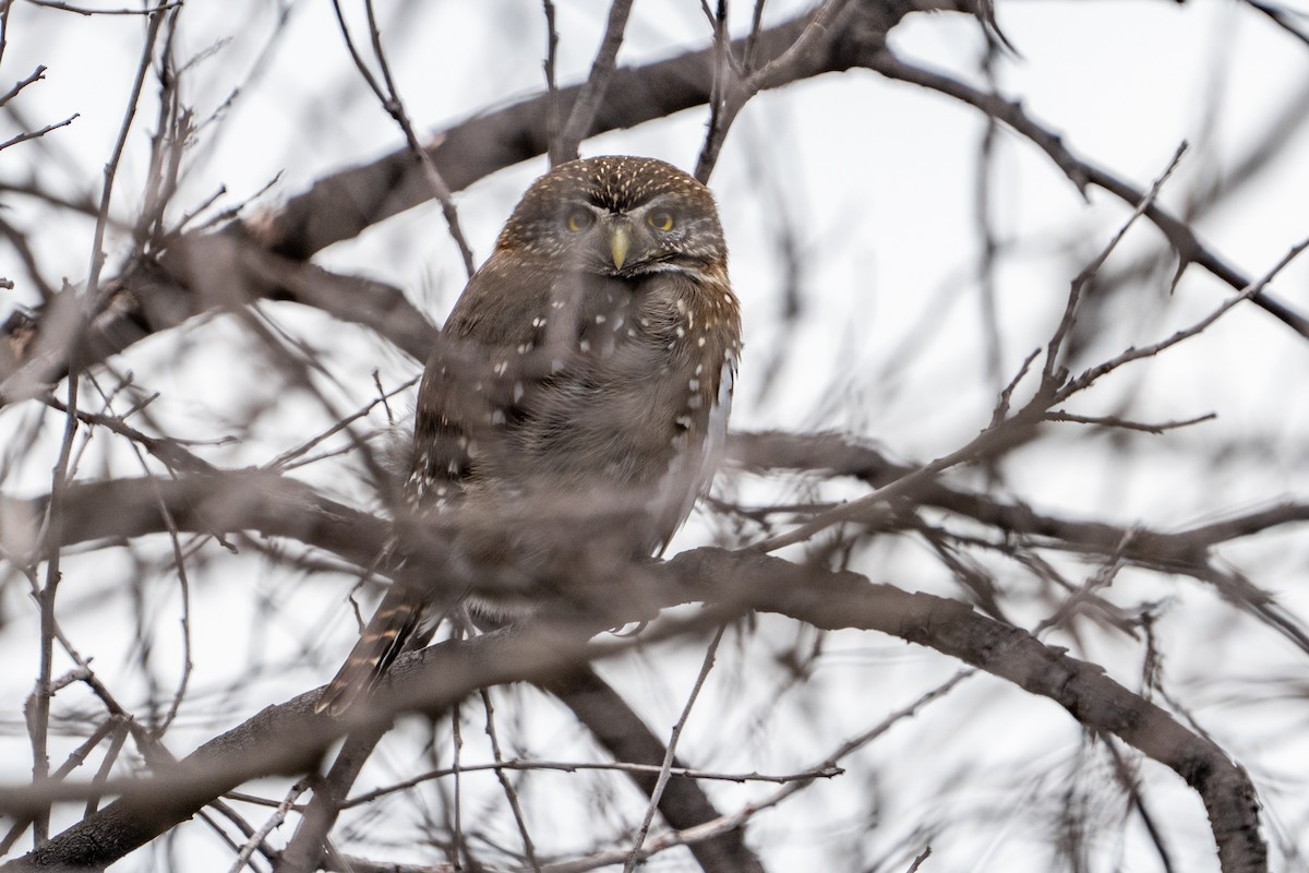 Austral Pygmy-Owl - ML625710360