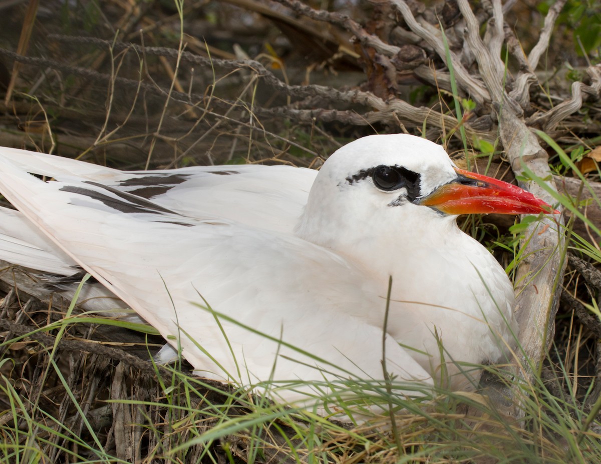 Red-tailed Tropicbird - ML625710367