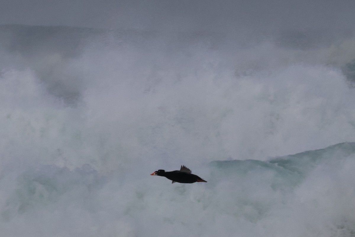 Surf Scoter - ML625710377