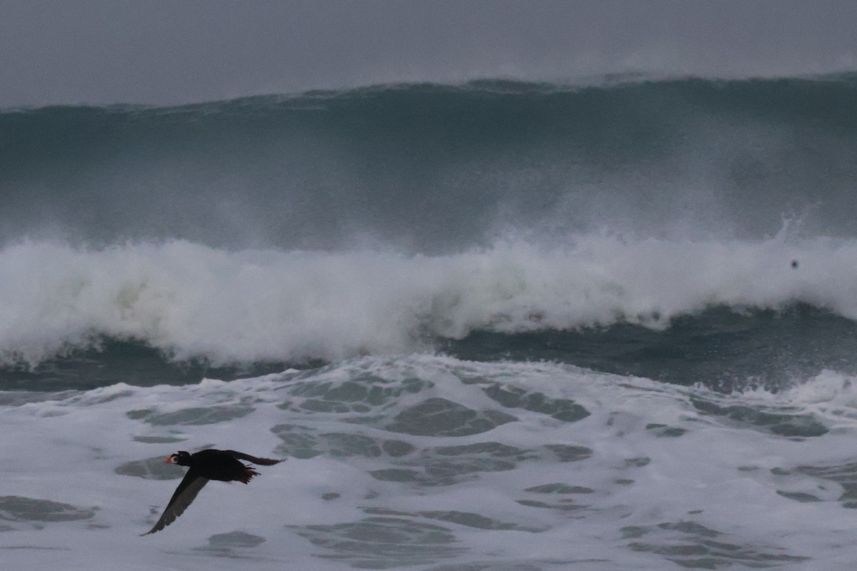 Surf Scoter - ML625710379