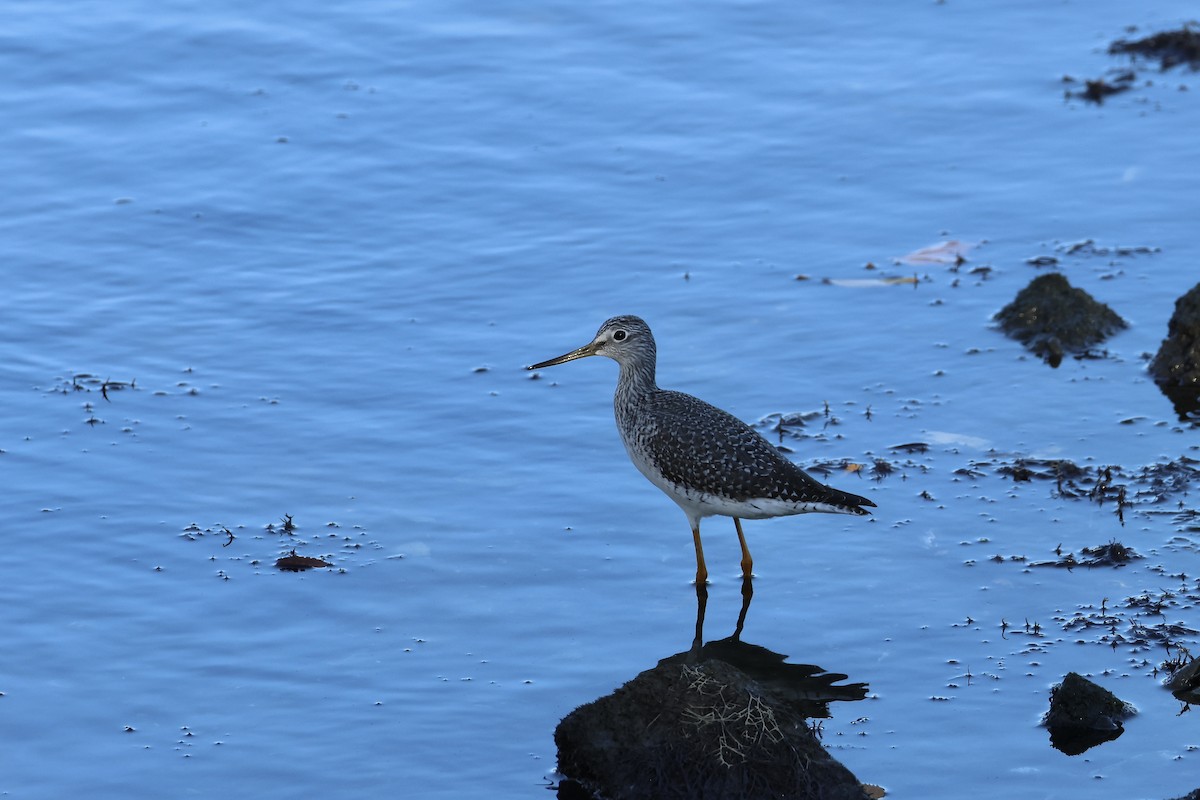 Greater Yellowlegs - ML625710384
