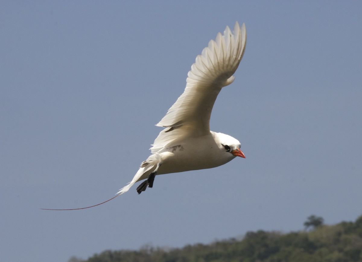 Red-tailed Tropicbird - ML625710392
