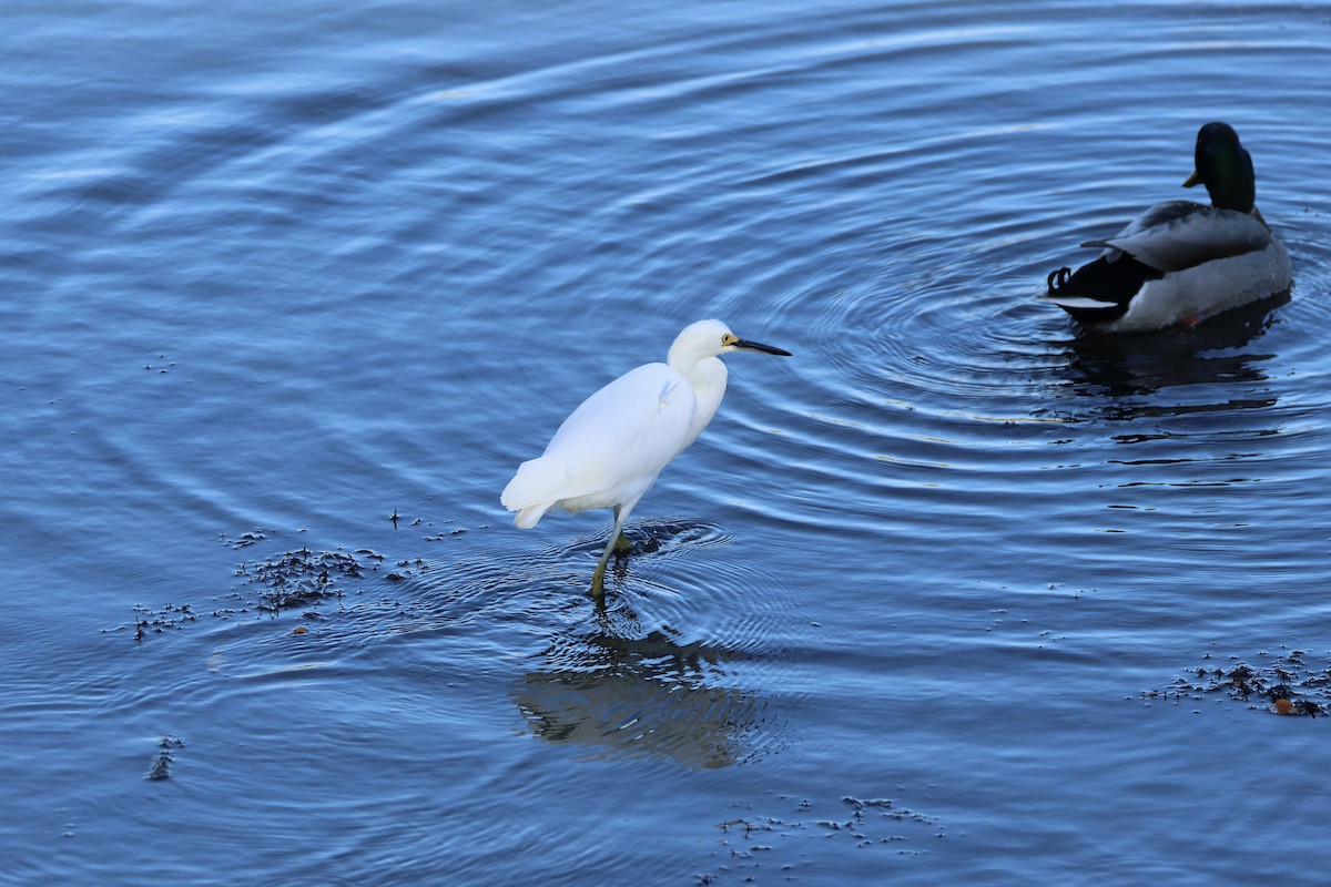 Snowy Egret - ML625710398