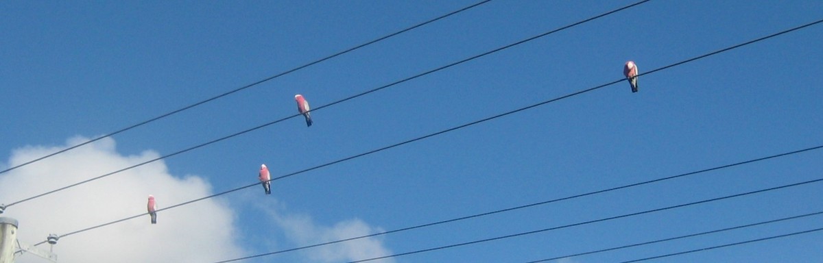 Galah - ML625710476