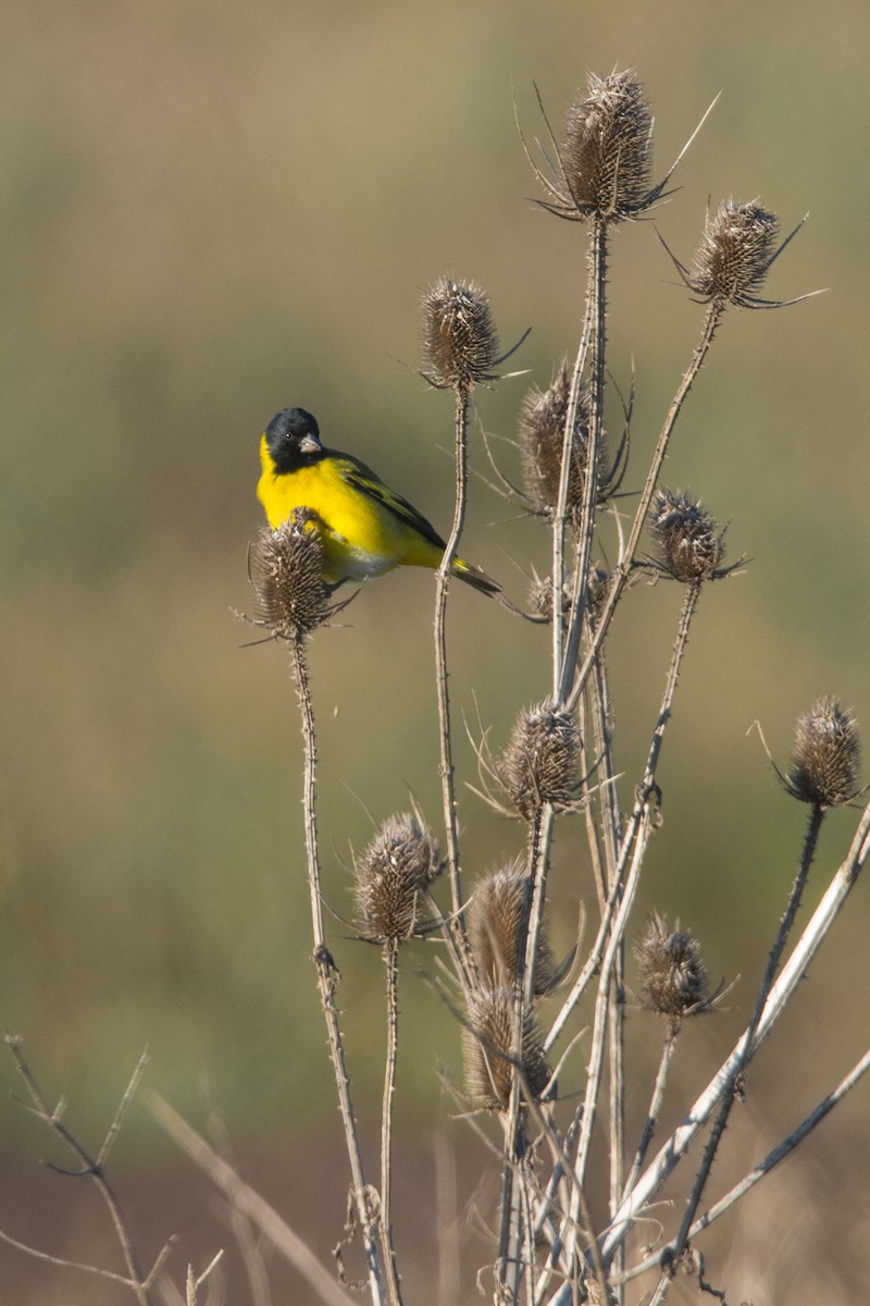 Hooded Siskin - ML625710536