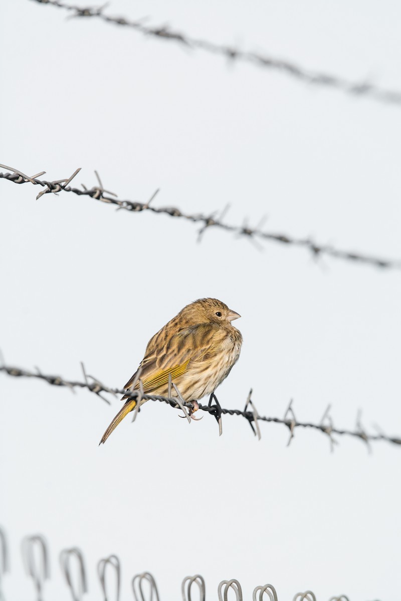 Saffron Finch - ML625710556